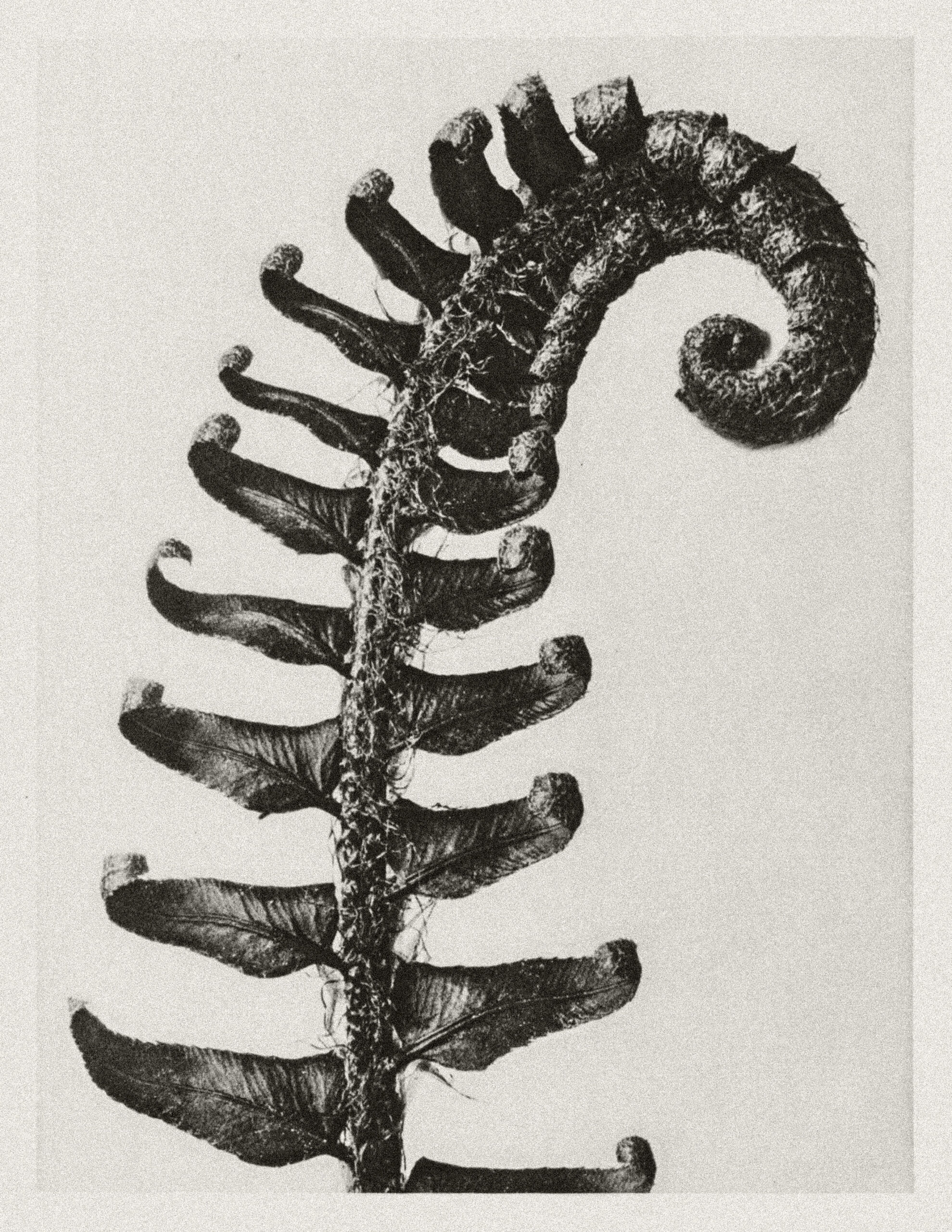 One antique looking fern with a textured paper background.