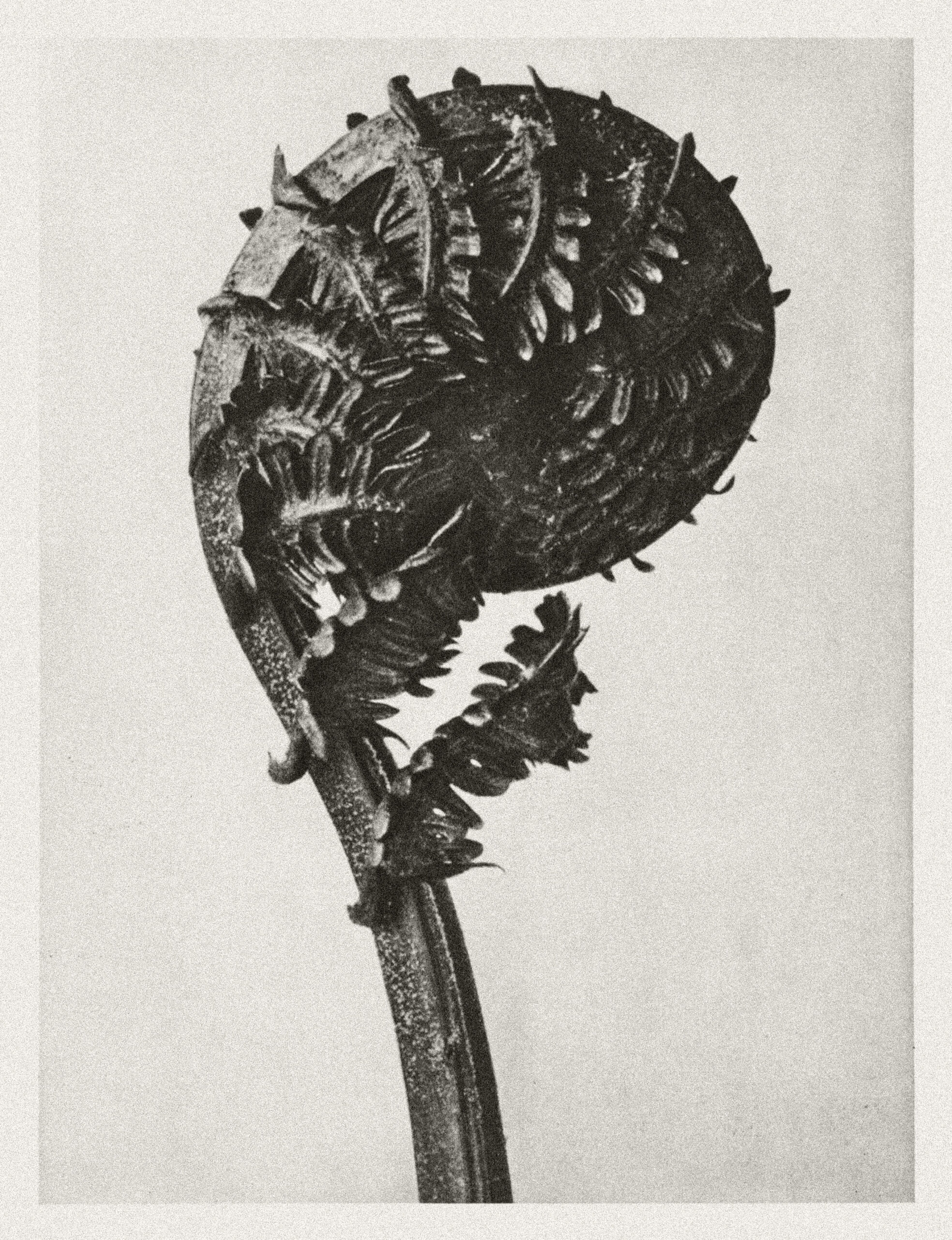 A black and white fern curled tightly in on itself with luxury paper background