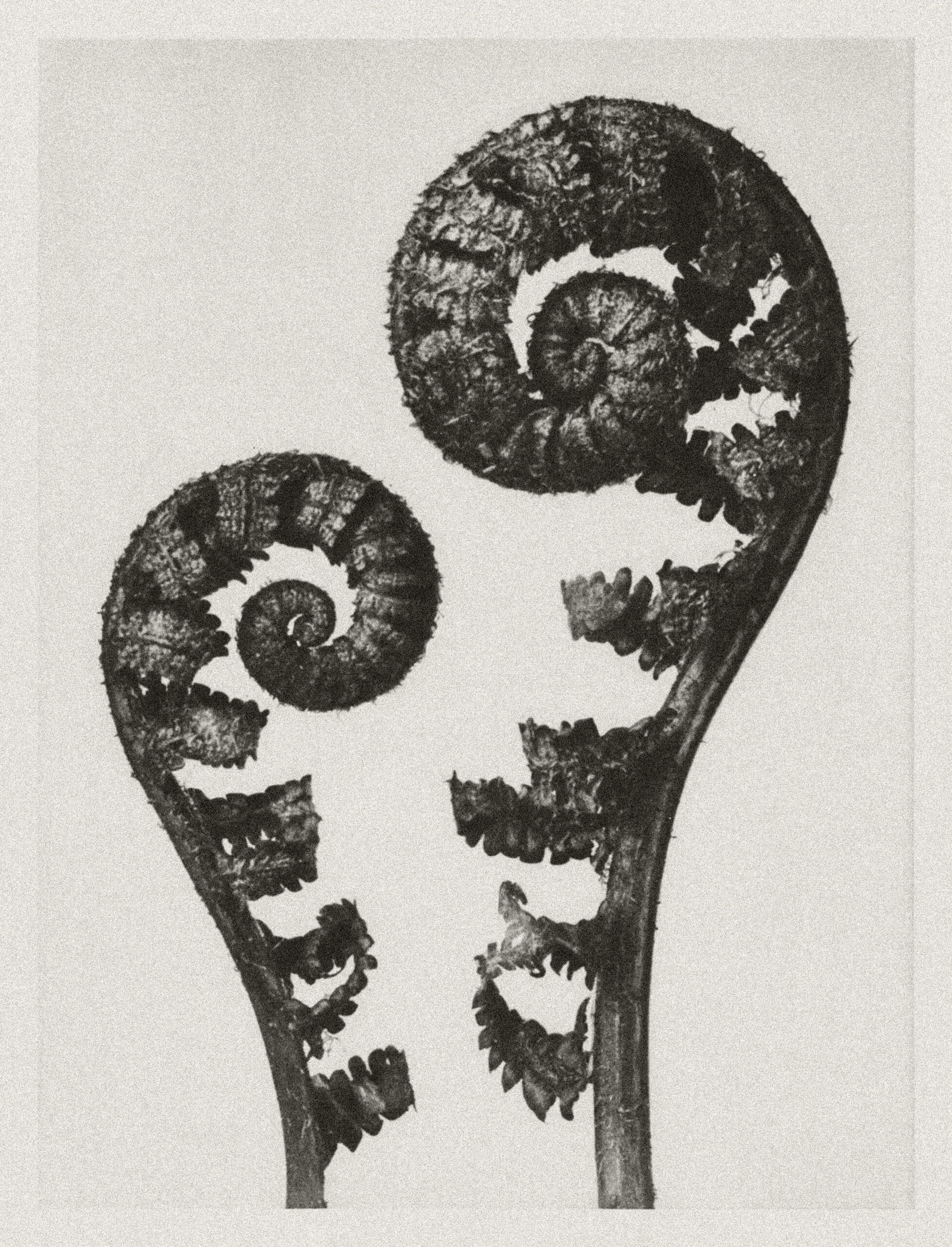 Two ferns unfurling in a archival luxury design style