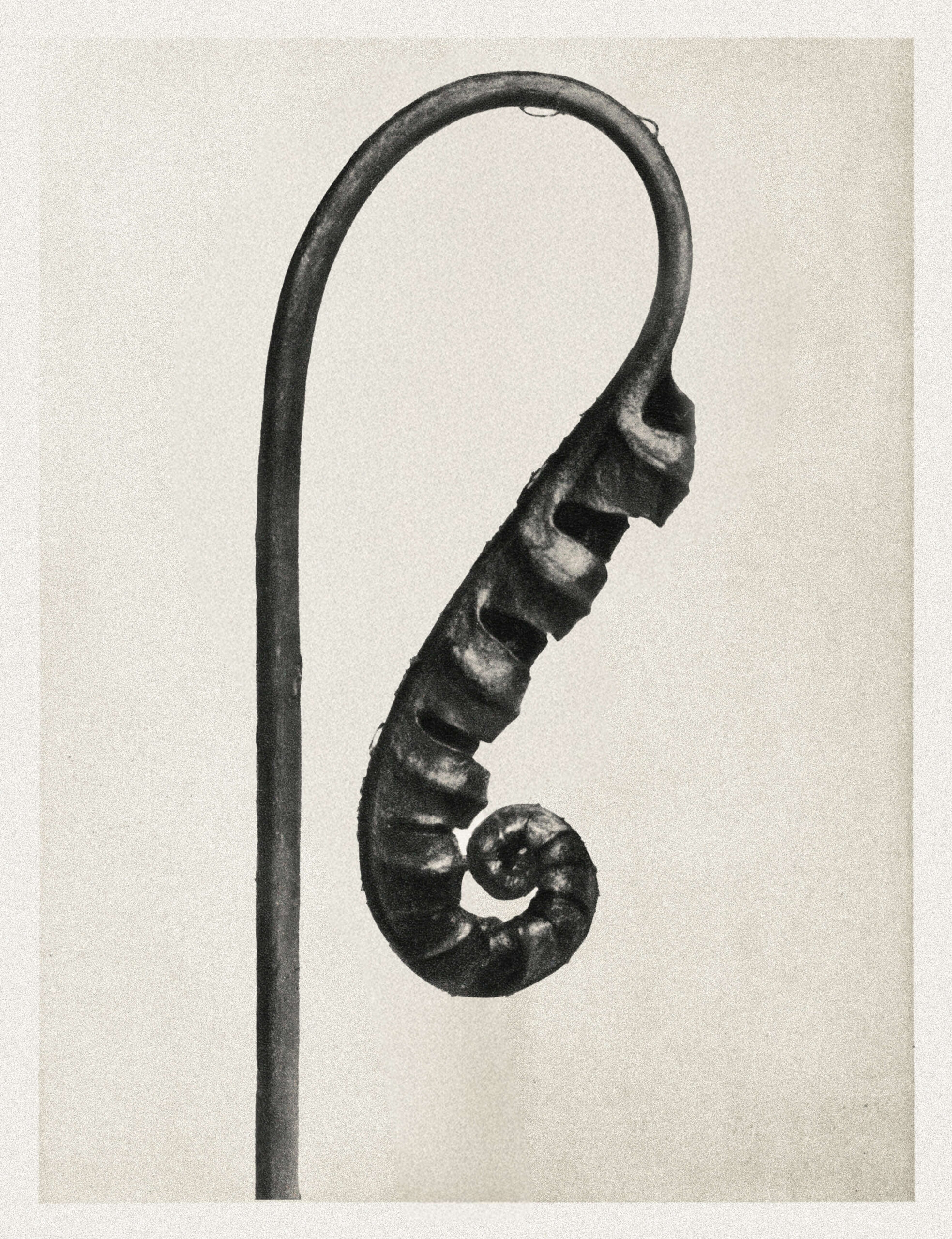 Single thin fern with an archival design style.